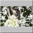 Priocnemis melanosoma - Wegwespe w14a 8mm OS-Hellern Waldwiese det.jpg